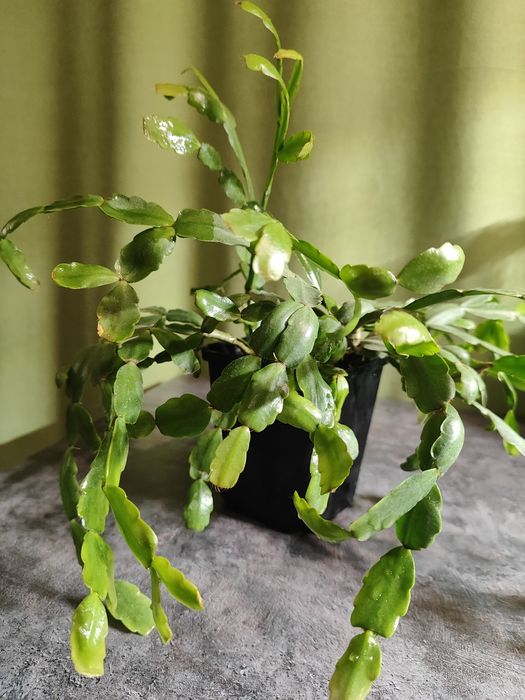 Шлюмбергера (декабрист)