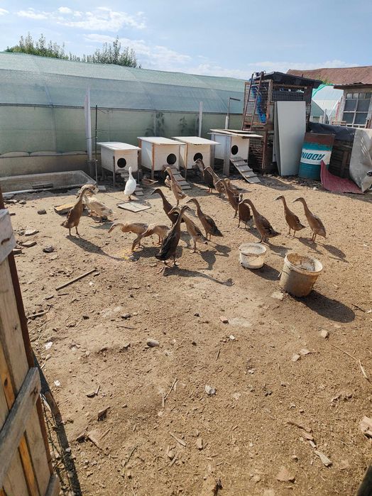 De vânzare rate indiene tineret și de anul trecut