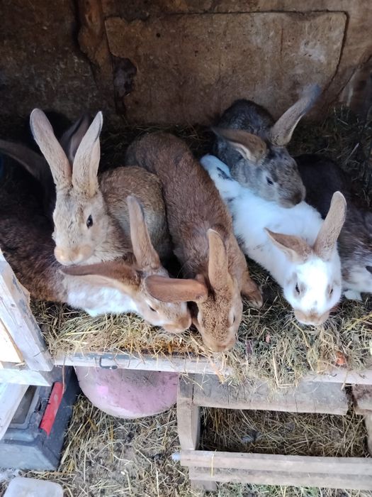 Pui de iepure californian/fluture german/urias german de diferite varste