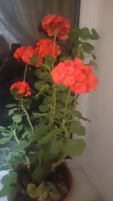 Комнатные растения