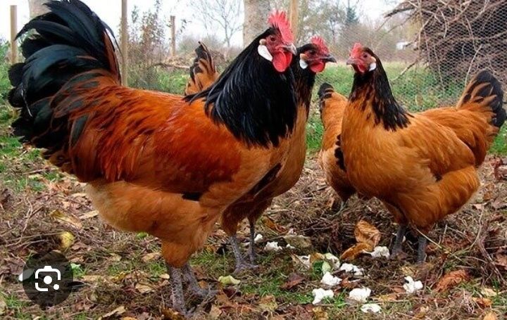 Форверк жужалари