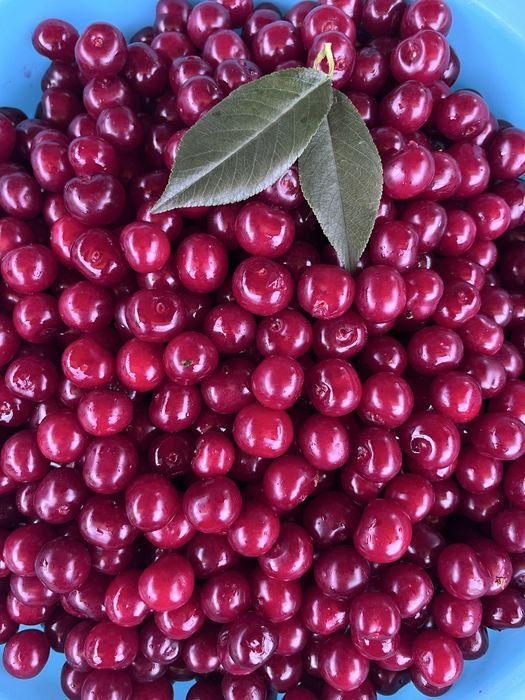 Продам вишню свежесобранную