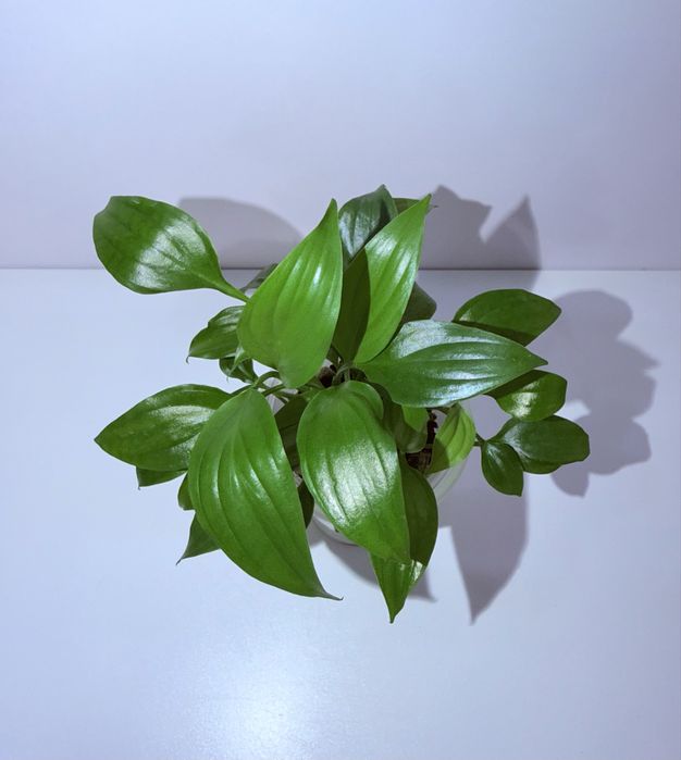 Спатифиллум, комнатные цветы, комнатные растения