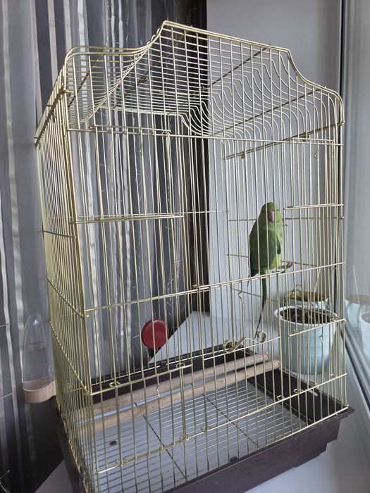 Продам ожерелового попугая с клеткой