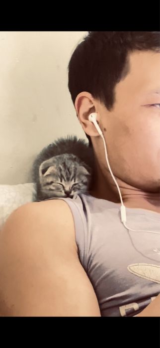 Продам вислоухого котенка