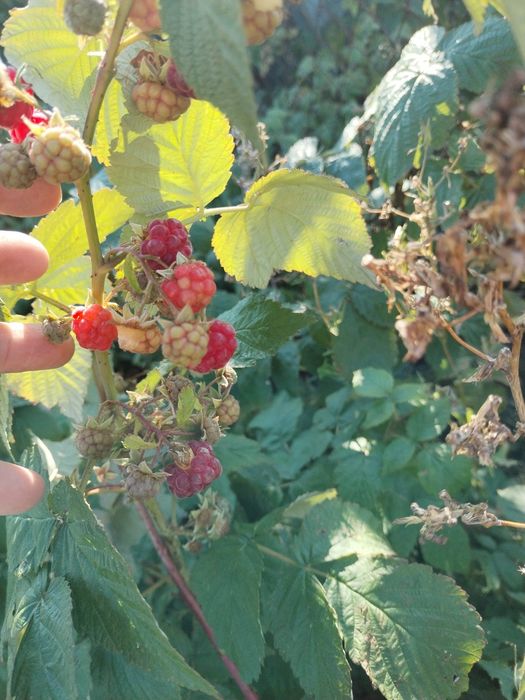 Малина сорт Вислуха