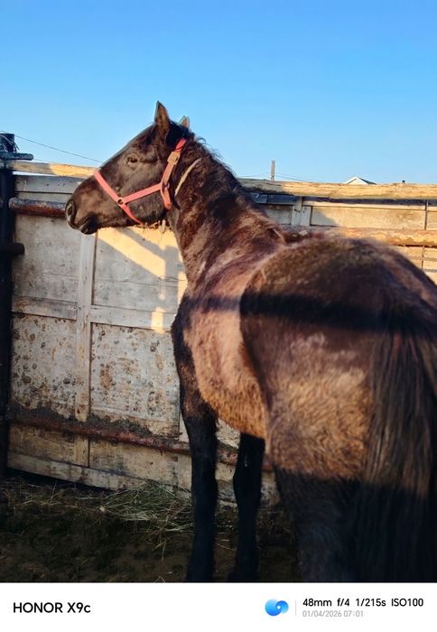 Продам кобылу 6 лет холостая