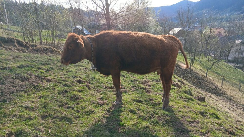 jurincă angus cu vitel