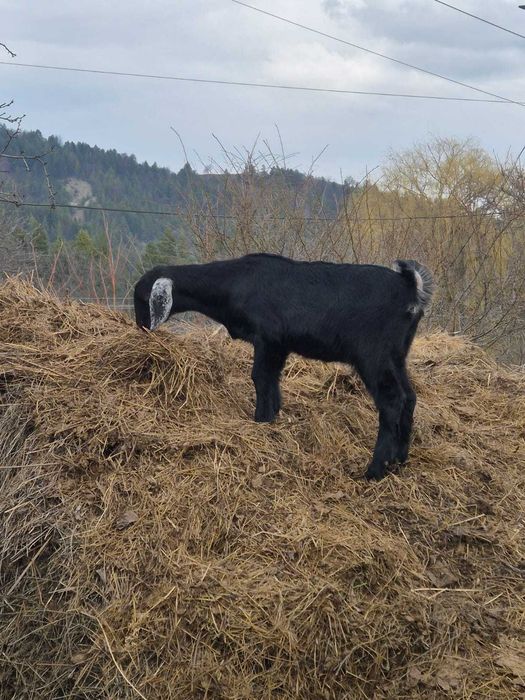 Vand ied anglo nubian