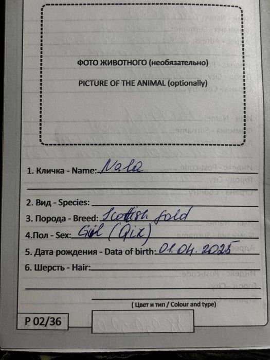 Продам кошка девочка Скоттиш фолд