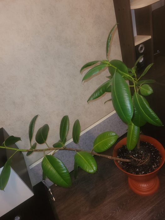 Продам цветы смотрим в описании