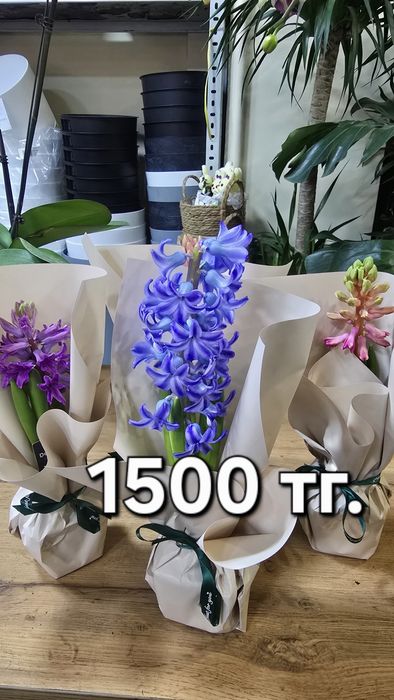 Цветы. Комнатные цветы. Цветы к 8 марта.