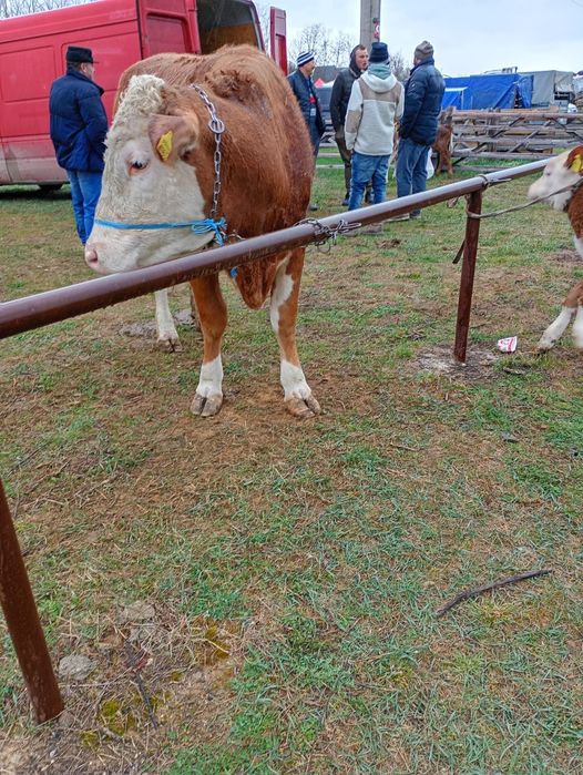 Vand junica cu vitel