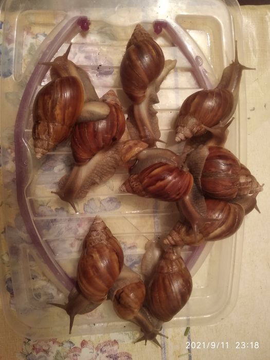 Улитки ахатина африканские