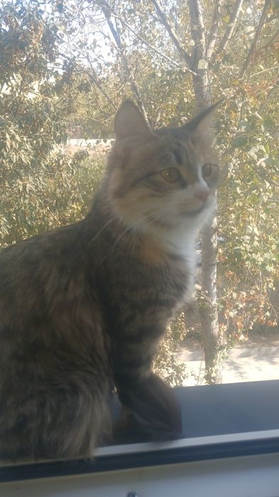 Kiz bola mushiklar tarkatiladi