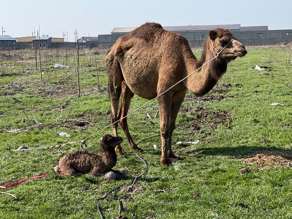 Rus porno keksa ayollar bilan jinsiy aloqa