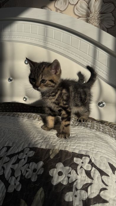 Котят скоттиш страйт