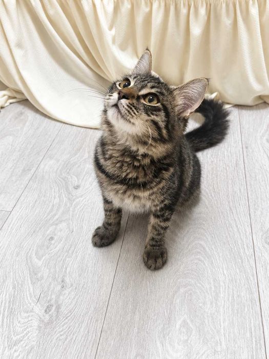 Котенок мальчик ( 3,5-4,5 месяца)