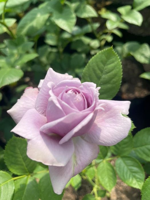 Роза  көшеттер  .