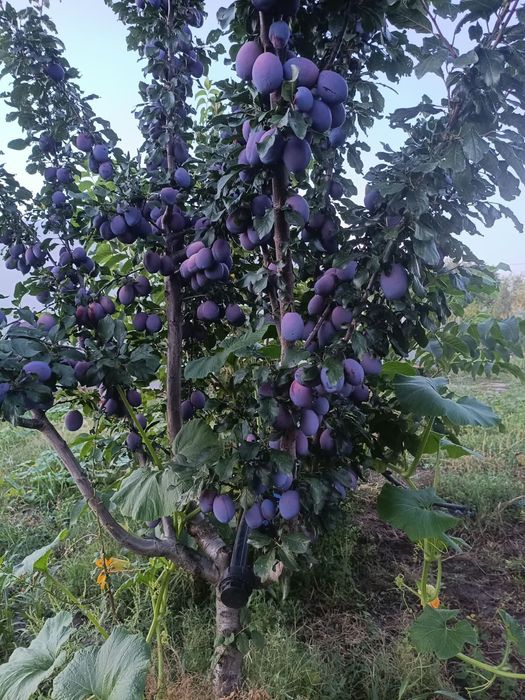 Prune de consum.