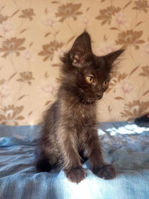 Котята бесплатно