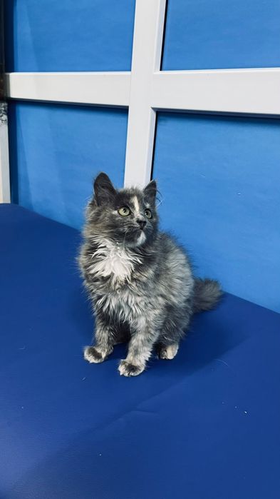 Кошечка красивого окраса