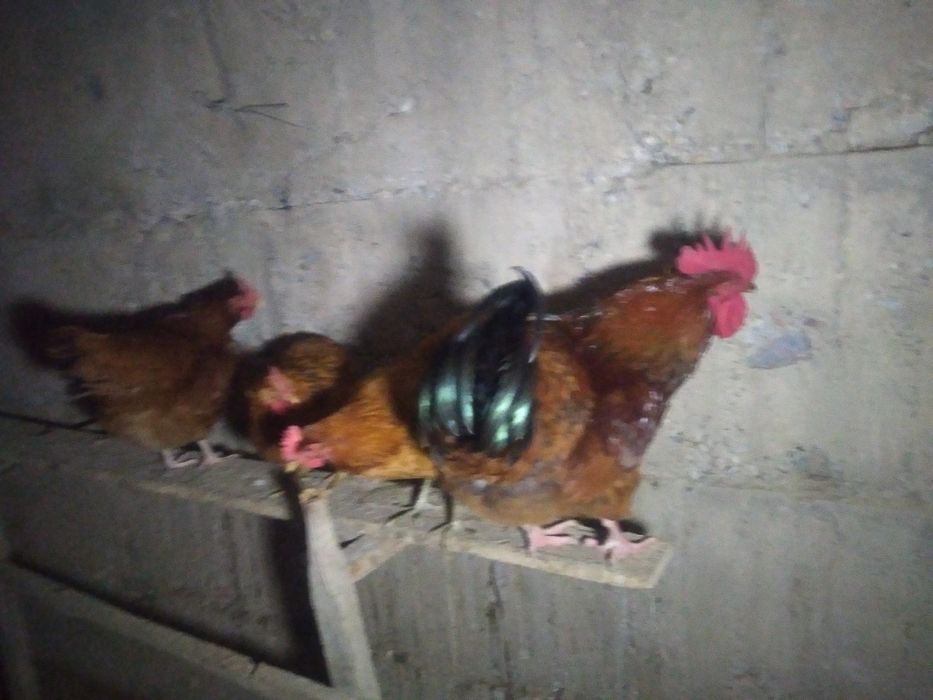 Тауык сатыладыыыы