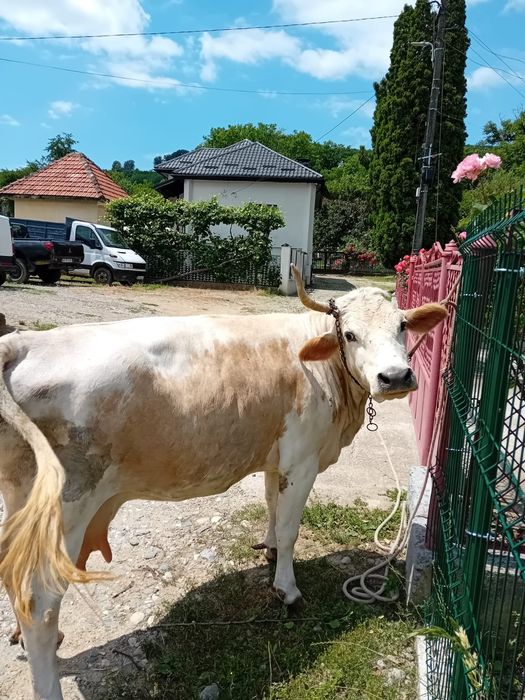 Vaca buna de lapte