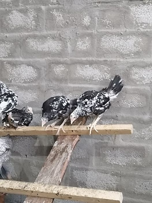 Продам курочеч " астролорпы"