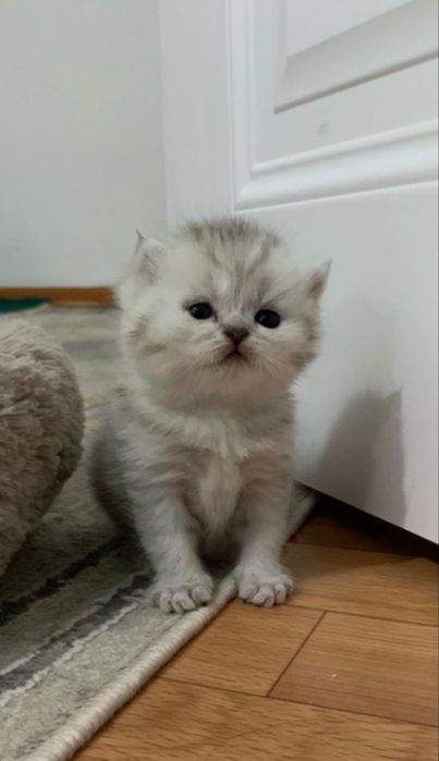 Котята шотландские