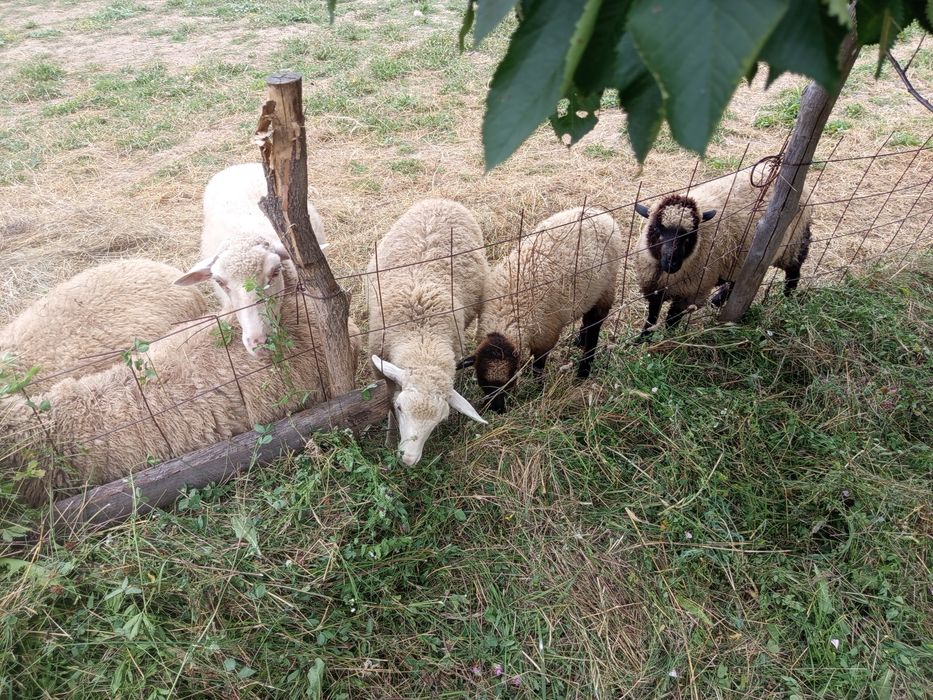 Oi și miei de vânzare