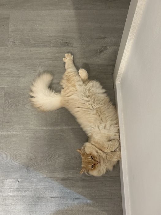 Motan british shorthair