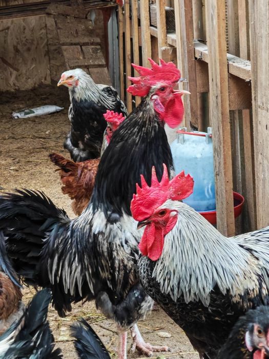 Cocoș 2025de vanzare