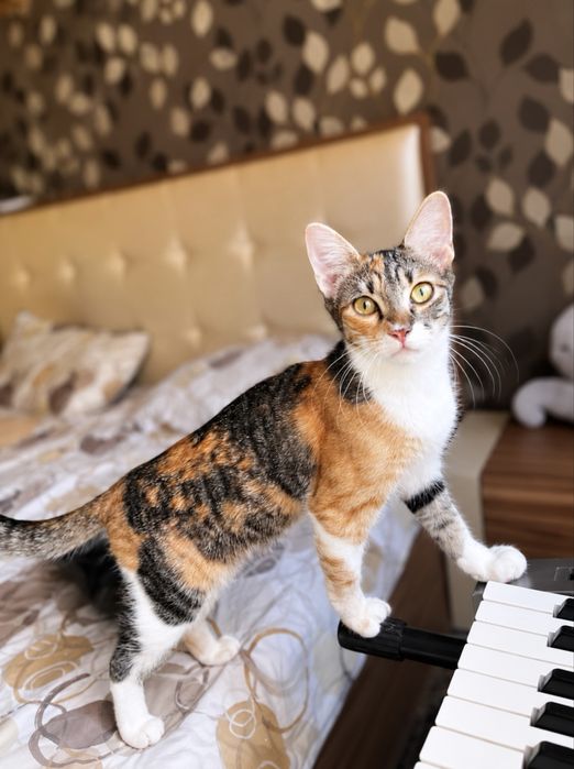 Подарявам котенце