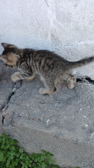 Срочно котенка в добрые руки