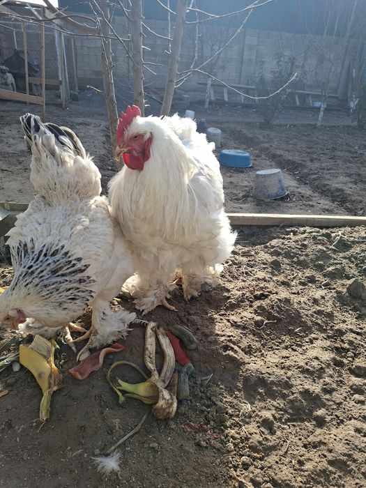 Светлый петух кахин белый