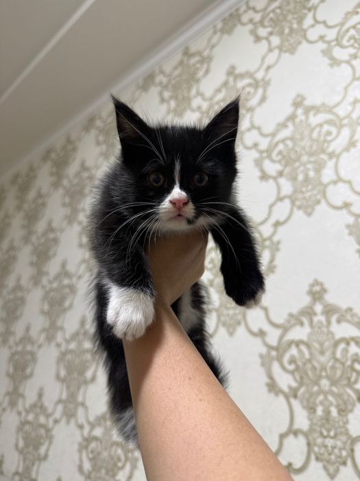 mushuk hadiyaga beriladi