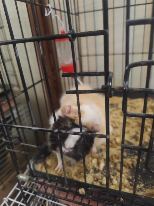 Отдам морскую свинку