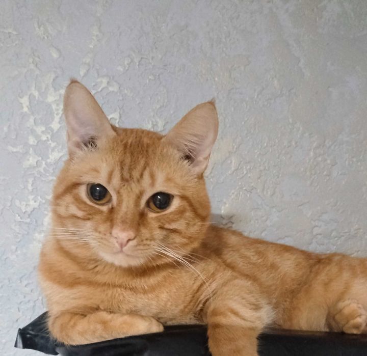 Отдаю котят в добрые руки