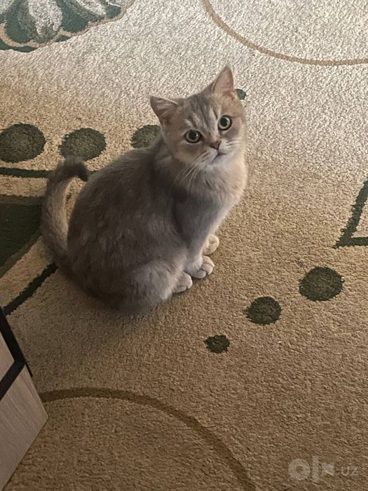 Кошка шиншиллар длиношерстная британская