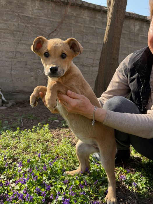 Щенки в добрые руки