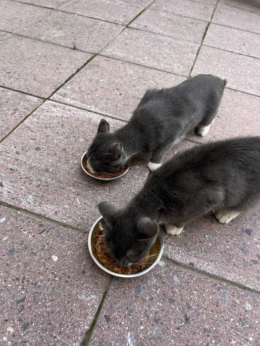 Котята в хорошие руки