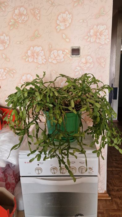 Продам цветок Декабрист