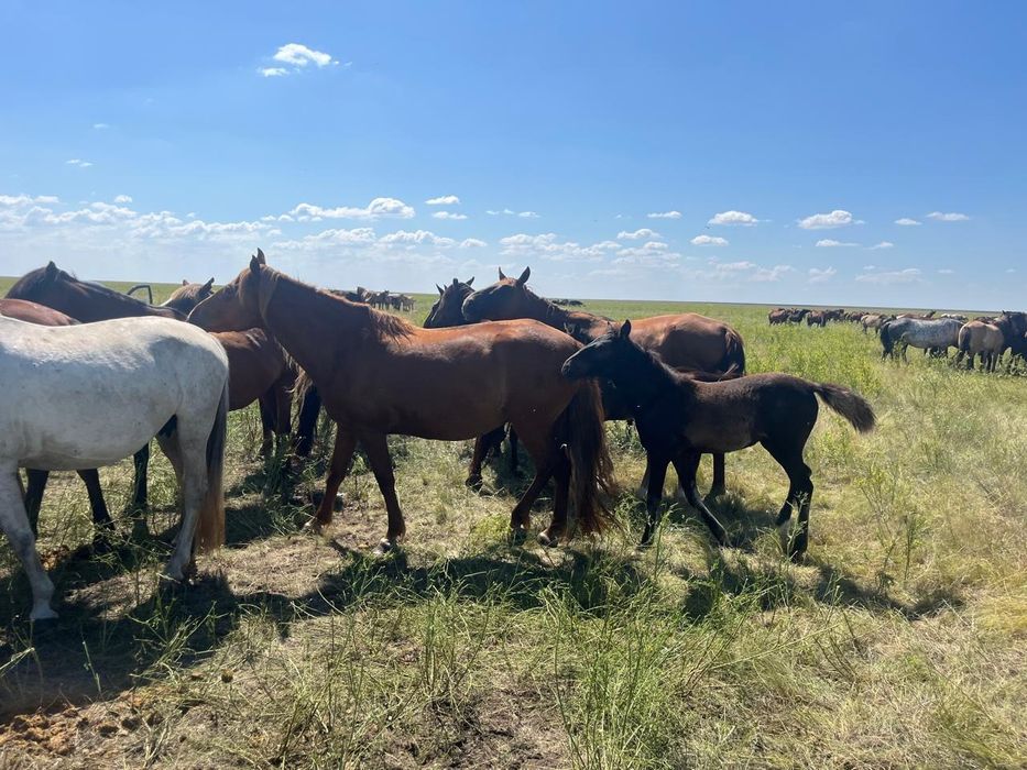 Продам косяк лошадей
