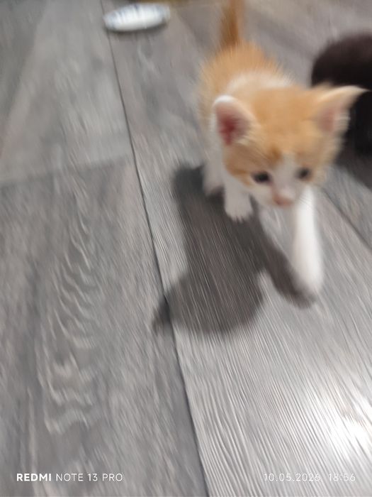 Котёнки, 2 месяца, все мальчики