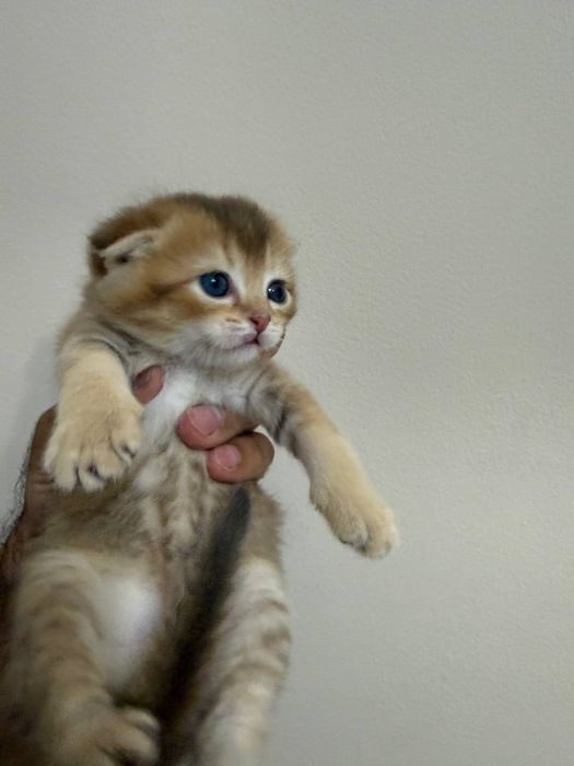 Золотая Шиншила Скотиш Фолд