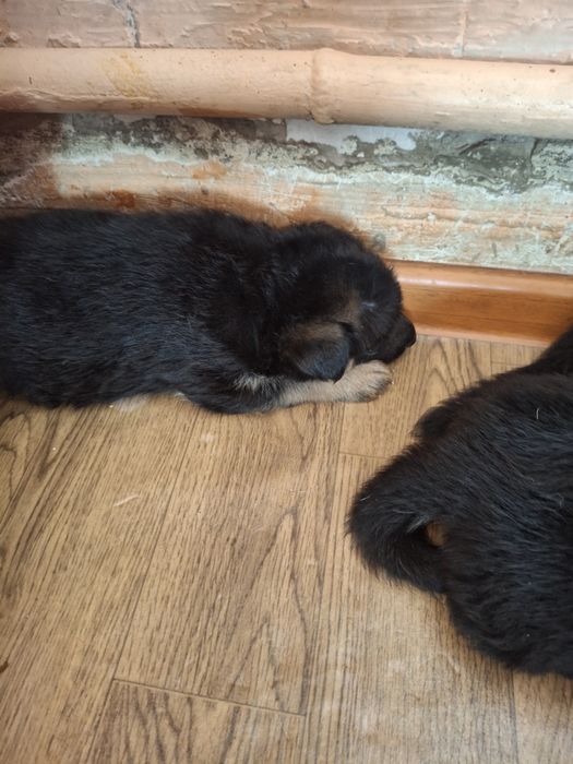 Продажа немецкой овчарки