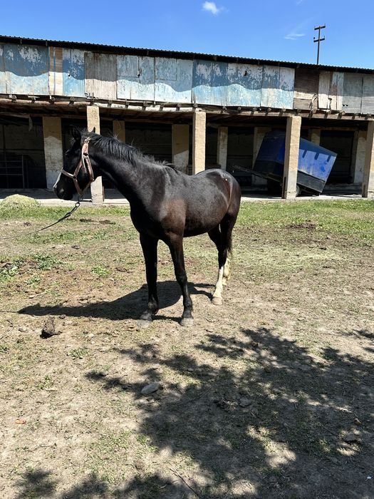Продается лощадь,От сотилади