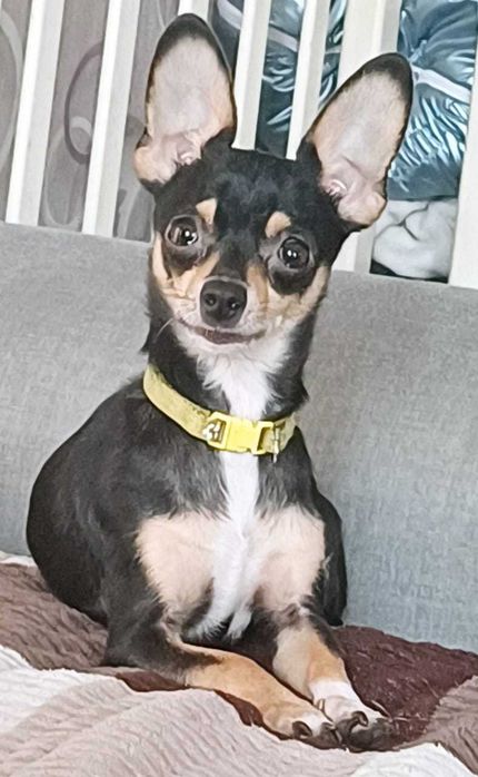 Продам щенков Русский Той-Терьер