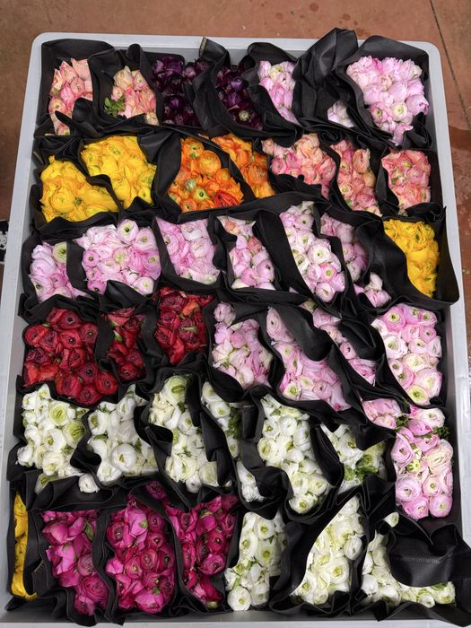 Ранункулюсы оптом